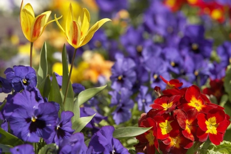 Spring Flowers - purple, yellow, red, flowers, spring, pansies