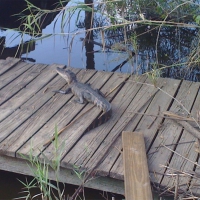 Small curious alligator resting from it's swim.