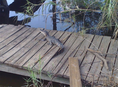 Small curious alligator resting from it's swim. - wandering, alligator, curious, baby