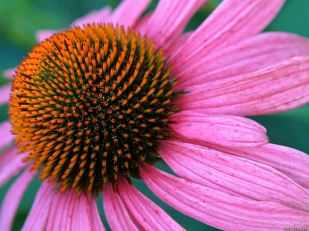 Echinacea - flowers, nature, echinacea, flower, pink