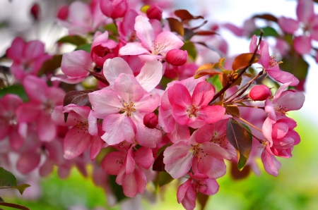 Spring beauty - pretty, branches, blossoms, beautiful, fragrance, beauty, spring, lovely, pink, blooming, tree, flowering, nature, scent