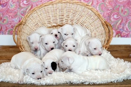 Basket full of puppies - basket, Animals, dogs, puppies, puppie, lovely, sweet