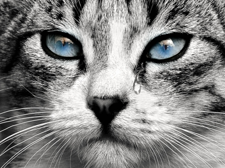 Blue Eyed Cat with a Tear - cats, animals, tear, blue, eyes