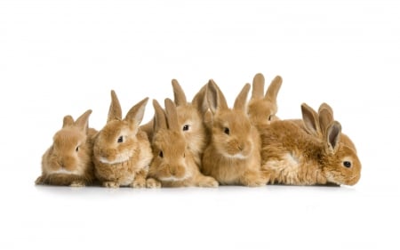 Bugs banny family - rabbit, rabbits, cute, adorable, animals, family