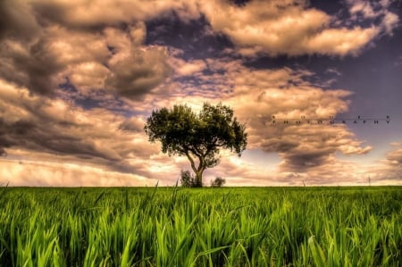 Beautiful Calm - calm, nature, beautiful, landscape, field, tree, sky