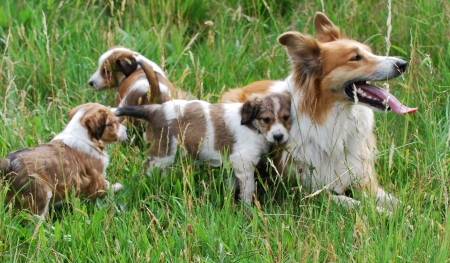 Happy Collie Family - animals, dog, family, dogs, grass, cute, happy