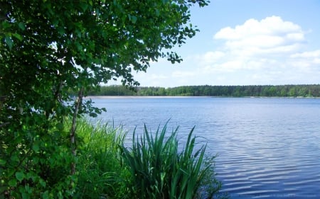 View on the Lake - trees, nature, blue, bright day, landscape, lake, forest