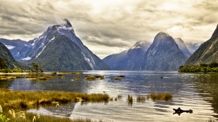 beautiful milford sound in new zealand - sound, clouds, grass, mountains