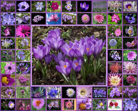 Fleurs - flowers, nature, purple, montage, spring, colors