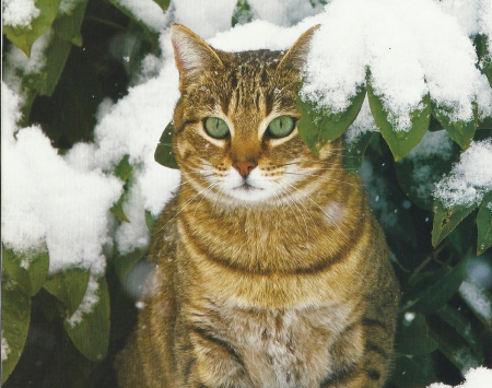 Cat - paws, cat, snow, tree, cute