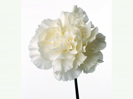 White carnation - beautiful, white, carnation, flower