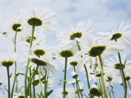 Daisies - daisies, flowers, spring, summer