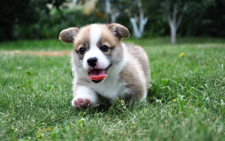 Dog - animal, pretty, cute, animals, beautiful, sweet, puppy, puppys, dogs, lovely, dog