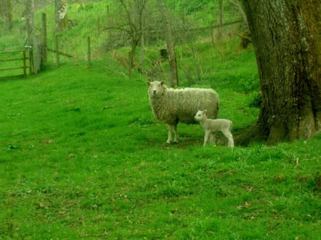 Sheep in Scotland - Sheep, Pasture, outdoors, green