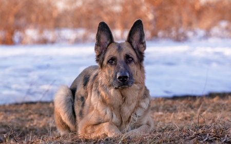 * German shepherd * - dog, animal, dogs, animals