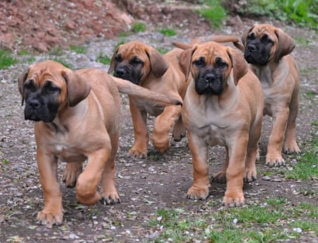 there off to see the wizard of oz - cute, pups, adorable, walking