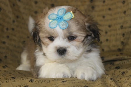 posing for camera - loveable, cute, pet, adorable