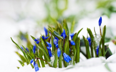 * Spring * - flowers, spring, flower, nature