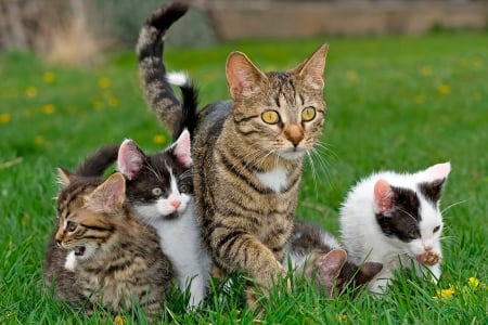 Together. - mother, grass, cats, little