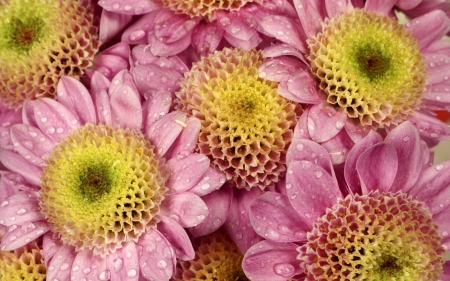 Pretty pink - flowers, petals, pink, bloom