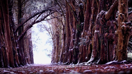 Enchanted forest - trees, forest, nature, way