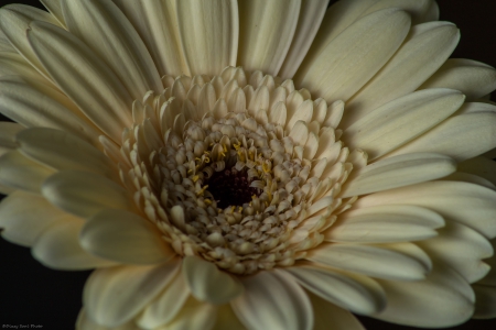 Je Pense a Toi - canon, macro, daisy, lightroom, flower