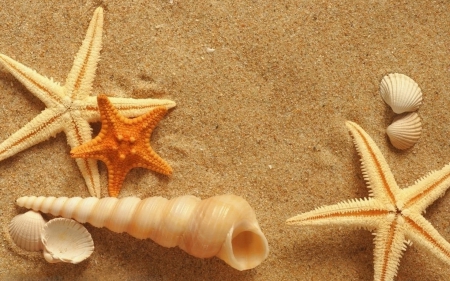 Starfish - sea, starfish, shells, nature