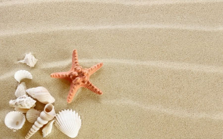 Starfish - sands, starfish, nature, clam