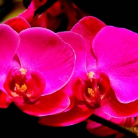 Orchids