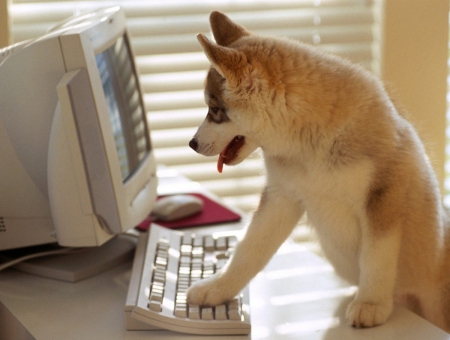 Got mail - malamute, funny, computer, puppy, mail, keyboard, dog