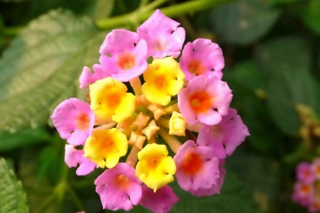 Pink and yellow - petals, pink, flowers, yellow, nature