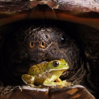 Turtle and frog