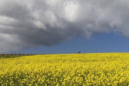 Field of flowering Mustards - field, flowers, mustards, wild