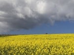 Field of flowering Mustards