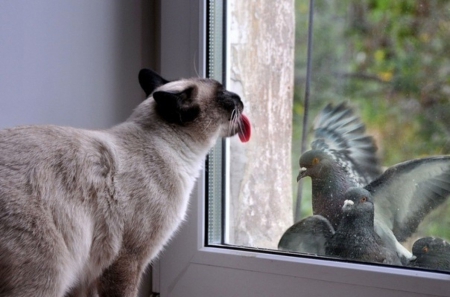 Dee-lee-shious !!! - licking, tongue, window, cat, delicious, funny, pidgeons, birds