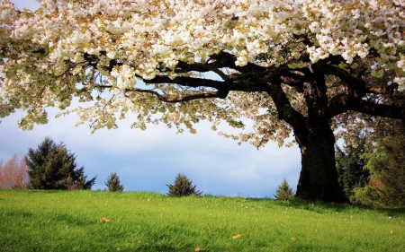 Spring time - nature, water, lake, tree