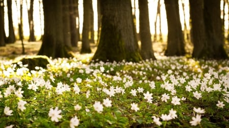 Spring time - flowers, spring, trees, nature