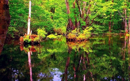 Beautiful Jungle Pond - calm, quiet, birds, landscape, forest, plant, reflection, green nature, beautiful forest, forest reflection, lake, pond, colors, tree, natural, colorful, nature, jungle, animals