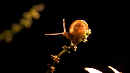 Snail - macro, animal, dark, snail