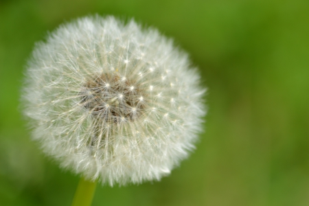 Dandelion - dandelion, spring, seeds, summer