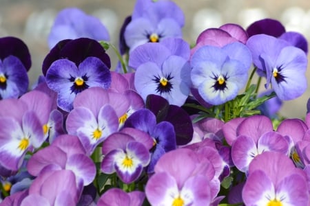 Pansies - garden, spring, flower, pansy