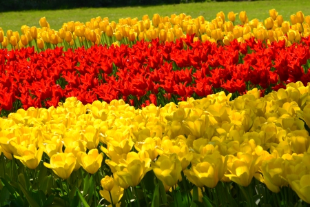 Tulip field - yellow, red, tulip, field, spring