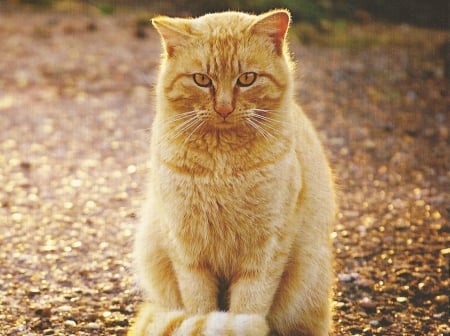 Cat - cute, paws, ginger, cat