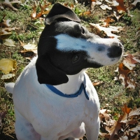 Max- Our Jack Russell