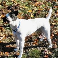 Jack Russell-Meet Max!