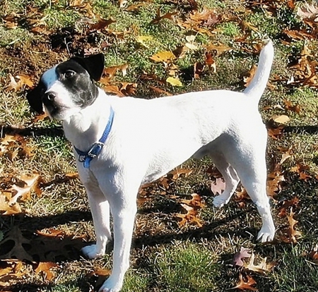 Jack Russell-Meet Max! - purebred, dogs, jack russell, family pet