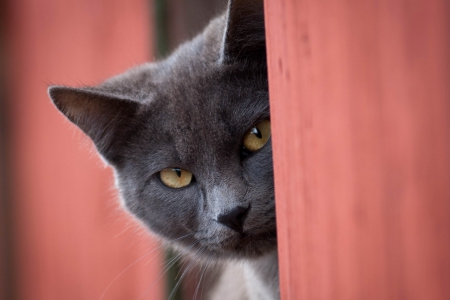 Cat - paws, face, pretty, cute, animals, beautiful, cat, sleeping, kitty, cats, kitten, hat, lovely, cat face