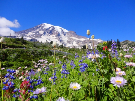 Mountain slope - summer, grass, meadow, spring, mountain, flowers, peak, paradise, sky, carpet, beautiful, snowy, slope, lovely, wildflowers, colorful, nature