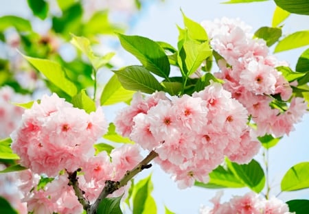 Sakura blossoms - pretty, blossoms, sakura, beautiful, fragrance, spring, lovely, freshness, pink, blooming, leaves, tree, flowering, scent