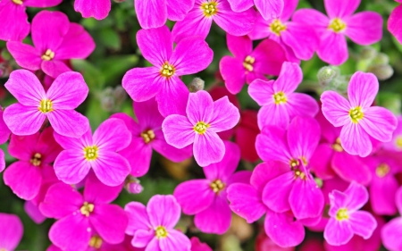 Vivid Pink - vivid, beautiful, colors, flower, plant, pink, colors of nature, flowers, colorful, nature